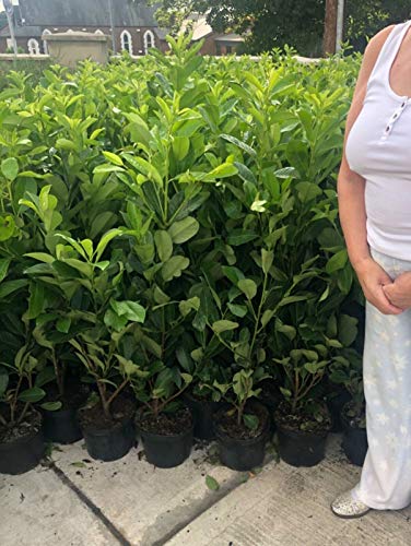 5 Cherry Laurel Hedging Evergreen Plants Fast Growth 100-120cm Large 5 Litre Pots Sunnyside Nurseries
