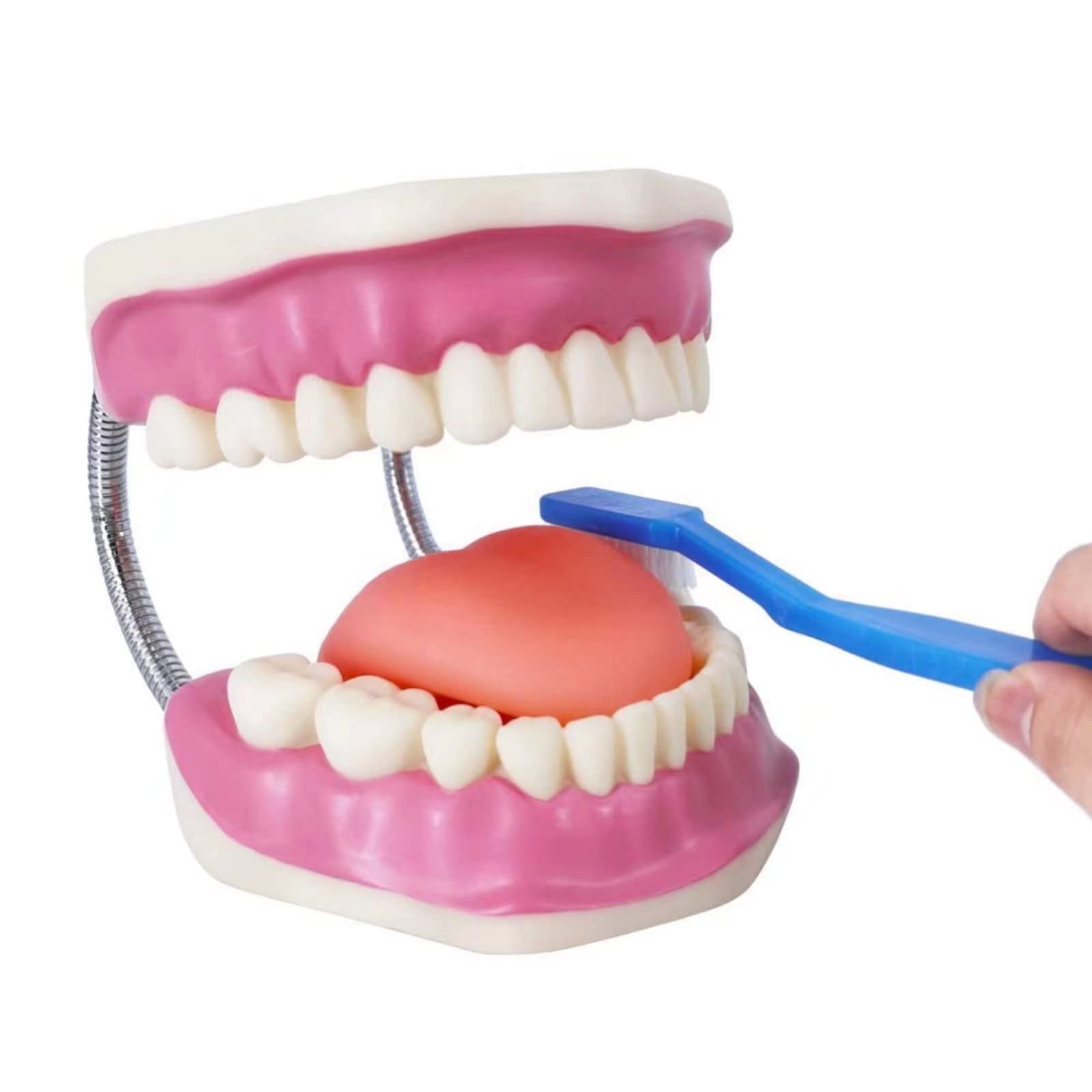 EVOTECH SCIENTIFIC Modello di cura dentale, con spazzolino gigante, 32 denti, modello dimostrativo per la cura dentale, modello di denti dimostrativo Typodont standard per adulti