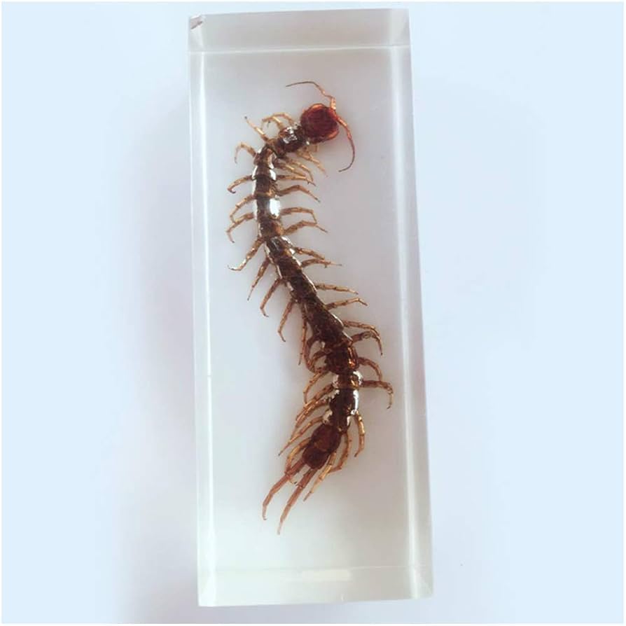 透明ごむ標本 触角付き 約15cm Amazon.co.jp: ムカデ標本 - 本物の樹脂製昆虫標本モデル - 透明