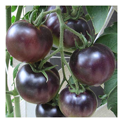 PREMIER SEEDS DIRECT Tomato - Black Cherry - 200 Finest Seeds