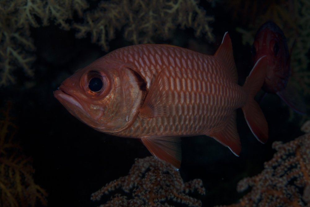 PosterazziPSTTMO400582U A bigscale soldierfish (Myripristis berndti) Beqa Lagoon Fiji. Poster Print, 17 x 11