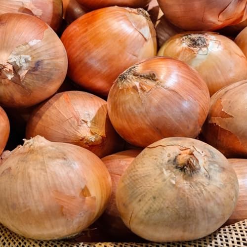 Semillas de cebolla para, interior bulbos cebolla invierno culinarias, resistentes 100pcs