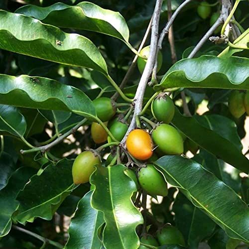Platones Live spanish cherry one year plant, maulsari, mimusops elengi 1 Healthy Live Plant With Plastic Bags (B09LYHLN7X) Amazon Price History, Amazon Price Tracker