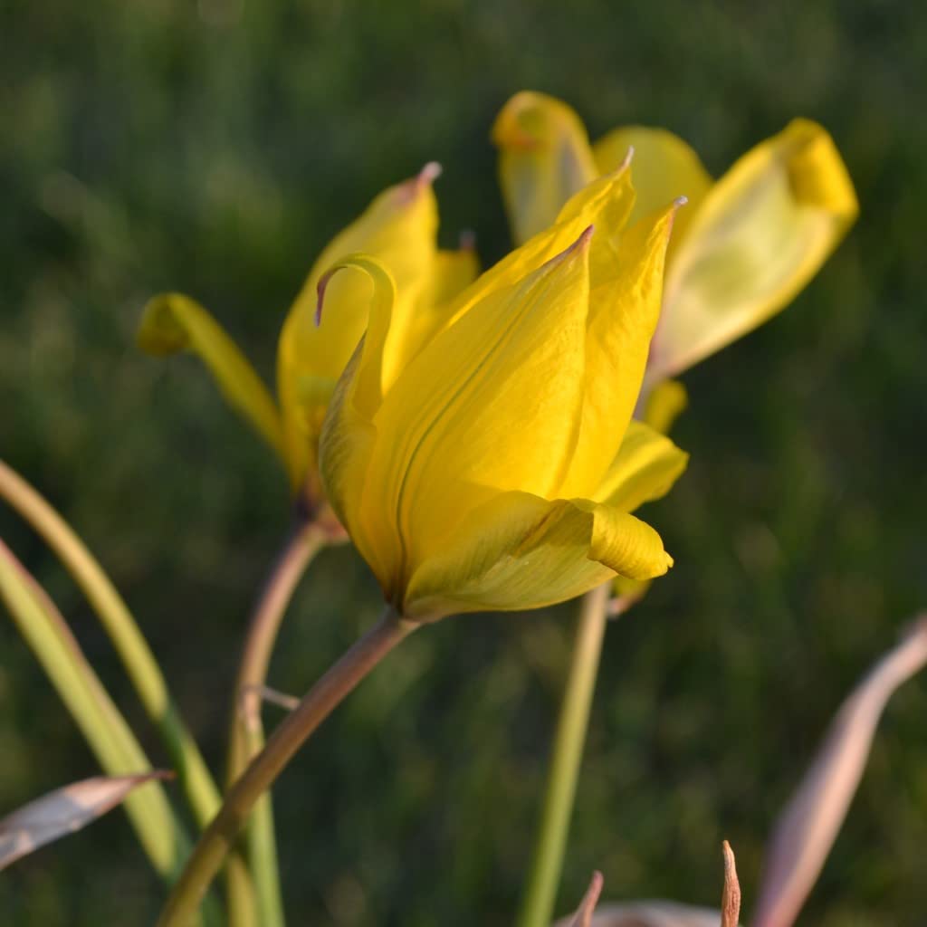 Blumenzwiebeln Tulpenzwiebeln Tulipa sylvestris; (florentina odorata) Lady Tulpe (50 Zwiebeln)