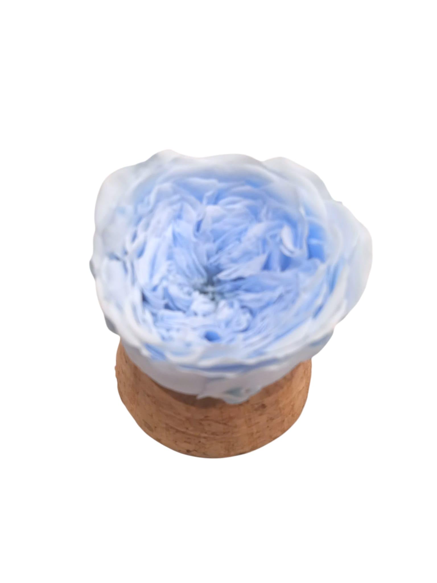 Genérico Rosa Azul Celeste Natural preservada. Cupula de Cristal. Rosa eterna Azul. Comprar Rosas Azules. Flores preservadas. Regalo Original, cumpleaños, Aniversarios, Decoracion. Rosas Azules.