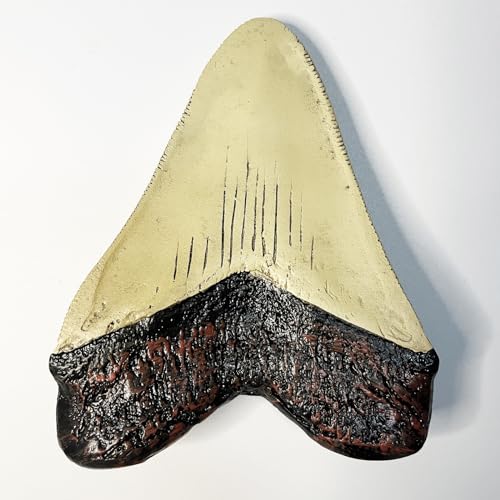 Image of Carcharodon Megalodon Tooth Replica with Serration-Shark Teeth Fossil Collection,5.1 inches (Yellow)