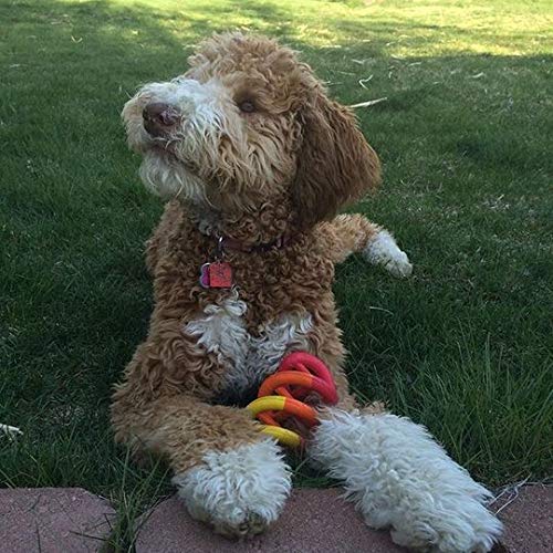 Jw Pet Company Dogs In Action Dog Toy, Small (Colors Vary), Multicolor (43144) #TOP5