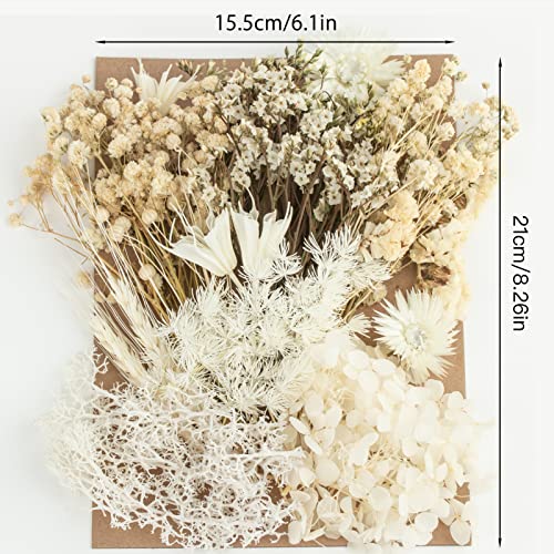 LAUMOE Getrocknete Blumen, Trockenblumen zum Basteln Mini Trockenblumen Set für DIY Epoxidharz Scrapbook Zubehör Handgemachte Heimdekoration Hochzeit (Weiß)