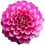 ダリア 球根 春植え ビューティフルデイズ 1球 【花弁の先に白が入る!可愛いバイカラー】 花農家 正規品 中輪 ピンク 白 複色 バイカラー フォーマルデコラ FD 天竺牡丹 切り花 鉢植え