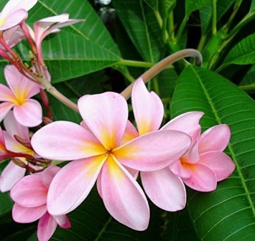 Image of Champa Plumeria Pink Live Plant | Frangipani Pink Flower Plant with Pot | Live Ornamental Flowering Plant for Home Garden Balcony Terrace