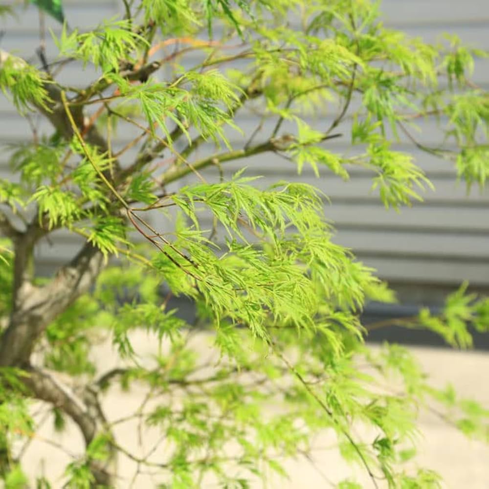 Amazon.co.jp: 庭木・植木:青しだれもみじ(青枝垂れ)* そのまま Amazon.co.jp: 庭木・植木:青しだれもみじ(青枝垂れ)* そのまま