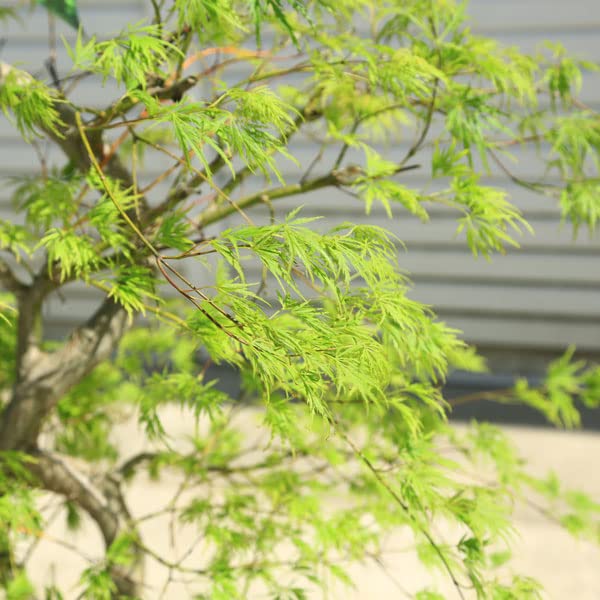 青シダレ 盆栽 水盤付き Amazon.co.jp: 庭木・植木：青しだれもみじ（青枝垂れ）* そのまま