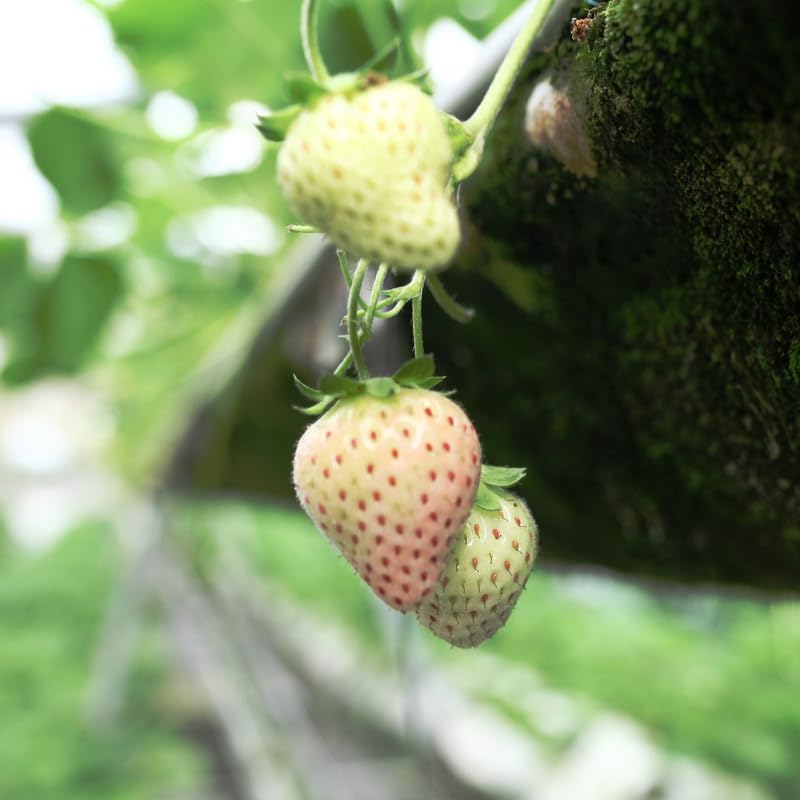 10 White Strawberry Plant, White Strawberry Fruit Plant Live Rooted, Strawberry Roots to Plant
