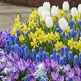 DUTCH BULBS EXCLUSIVE PLANTS FROM HOLLAND