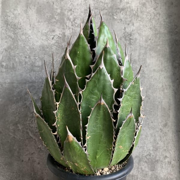 アガベホリダ極上株　Agave horrida No.AHRD018 Agave Horrida from California】 人気ナンバーワンのアガベ