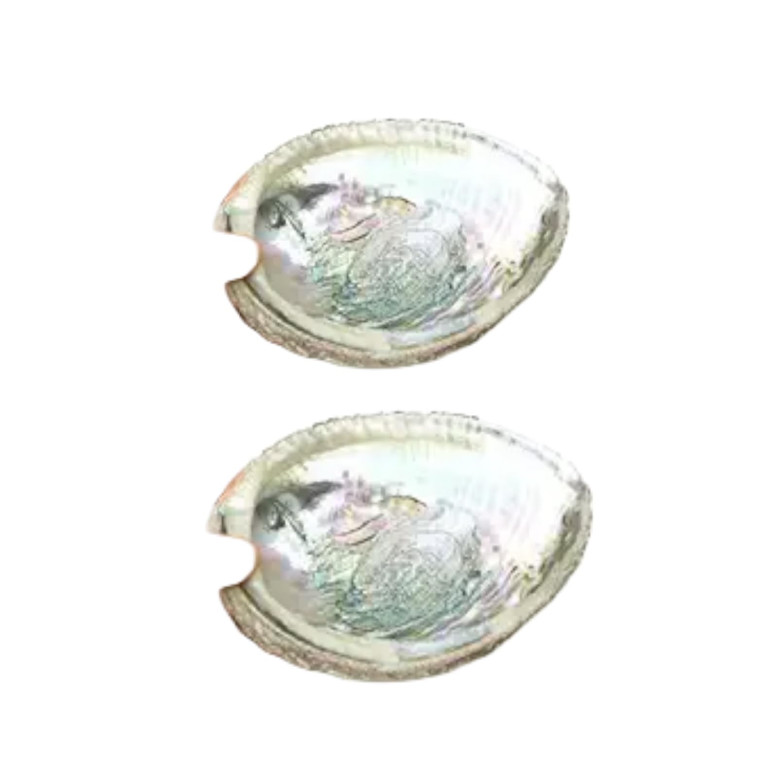 2pc Colorful Fashionable Large Abalone Shell Bowl,4-4.5 Inch Exquisite Natural Sea Shell Smudge Bowl for Sage Burning and Incense for Decor,Display and Great Gift,Incense and Incense Holders