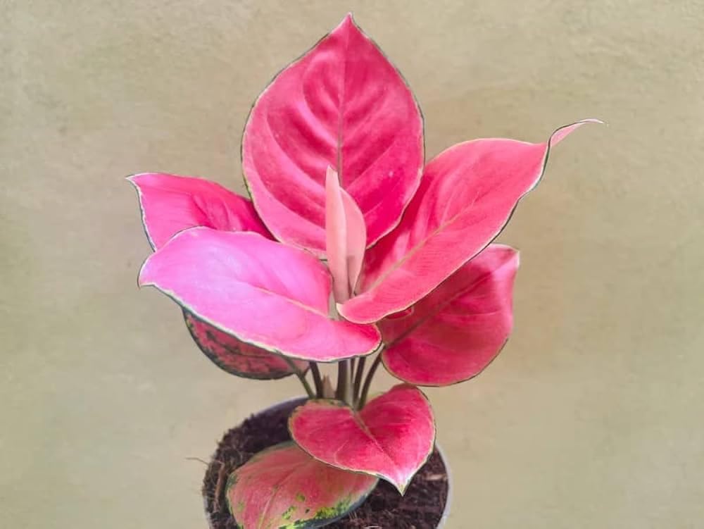 See full amazon price history chart for Aglaonema Red Valentine Nathure Live Indoor Plant Aglaonema Lipstick with pot for Planting Pack of 1 Aglaonema Red Valentine Nathure Live Indoor Plant Aglaonema Lipstick with pot for Planting Pack of 1 (B0D1Y26N85) Amazon Price History, Amazon Price Tracker
