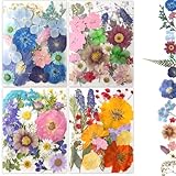 80 Stück getrocknete gepresste Blumen, natürlich gepresste Blumen für Epoxidharz-Formen, Handwerk, Heimdekoration, Kerzenhalter, Lesezeichen, Bastelkunst, Bilderrahmen, mehrfarbig