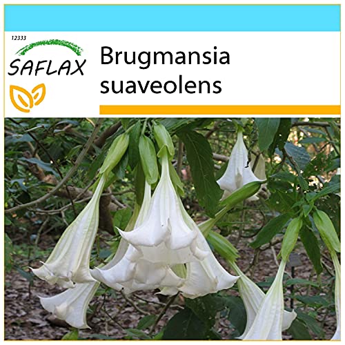 SAFLAX - Kit cadeau - Trompette des anges/Blanche - 10 graines - Brugmansia suaveolens