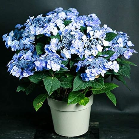 Amazon 母の日 ギフト 店長こだわり珍しい逸品 アジサイ鉢 ラッピングしてお届け 鉢花 鉢植え フラワーギフト アジサイ ハイドランジア いろいろな珍しい種類が選べます 誕生日祝い 鉢物 鉢花 贈り物 サニーデイズ 観葉植物 オンライン通販