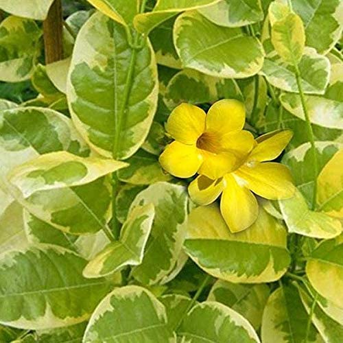 Mphmi Plants Variegated Allamanda, Allamanda cathartica (Yellow) - Plant Rangoon Creeper Burma (B08W57LWRK) Amazon Price History, Amazon Price Tracker