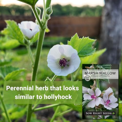 Sow Right Seeds - Marsh Mallow Seeds for Planting - Heirloom Non-GMO Variety - Ideal for Indoor or Outdoor Herbal Gardens - Grow Your Own Culinary and Medicinal Marshmallow Root Herbs (1) - Image 3