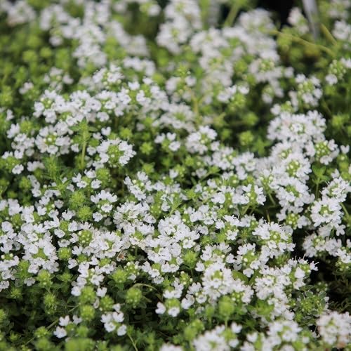 Plant Theory Set of 3 Creeping Thyme Herb Plant Thyme Serpyllum Snowdrift 9cm Pot