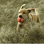 ChuckIt! Ultra Ball, Medium (Pack of 2) - Image 5