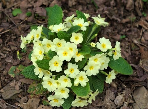 Primula Vulgaris, Primel,Stängellose, gelb, frosthart