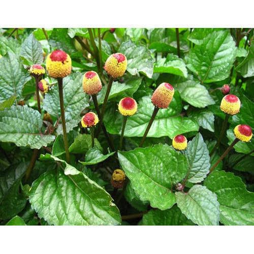 Akarkara Akarkar Toothache Plant Pipulka Hemmugalu Paracress Brazil Cress Pellitary Spilanthes acmella Living Plant (B0CVLJ8JJ1) Amazon Price History, Amazon Price Tracker