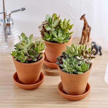 Amazon 日比谷花壇 多肉植物 寄せ植え3個セット 観葉植物 オンライン通販