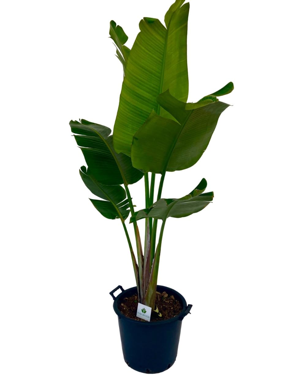 Strelitzia Augusta Pianta ornamentale da esterno prodotta da Vivai del Sole vaso diametro cm 30