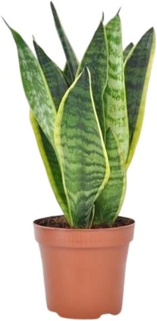 Sansevieria Fresh Live | Indoor Natural Air Purifier Indoor Snake Plant