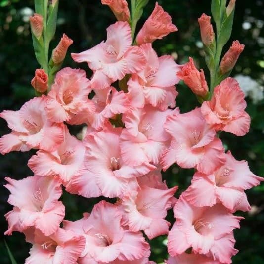 IMP. Gladiolus/Sword Lilly Flower Hybrid Quality Bulb Easy to Grow Home Gardening (Pack of 10 Pink Viviano)
