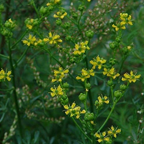 Rue Seeds (Ruta graveolens) Paquete de 40 Semillas