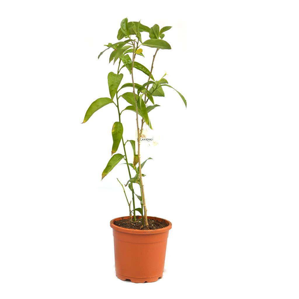 myBageecha - Raat Ki Rani | Raat Rani | Night Blooming Jasmine White Flower Live Plant Fragrant Outdoor Low Maintenance Balcony Garden with Pot (B0BFLZTYYS) Amazon Price History, Amazon Price Tracker