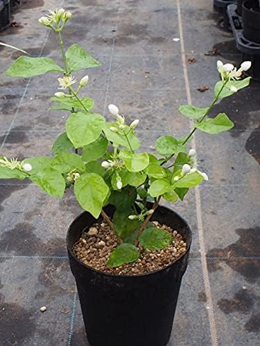 Amazon Co Jp ジャスミンティーにもok 一重咲き ピカケ 5号鉢 アラビアジャスミン マツリカ ハワイアンレイフラワー 植え替え不要 Diy 工具 ガーデン