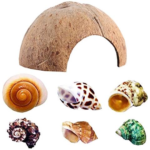 Hermit Crab Shells Large XLarge Seashells Natural Coconut Hide Reptile Hideouts- Handpicked Turbo Seashell Natural Sea Conch Cover