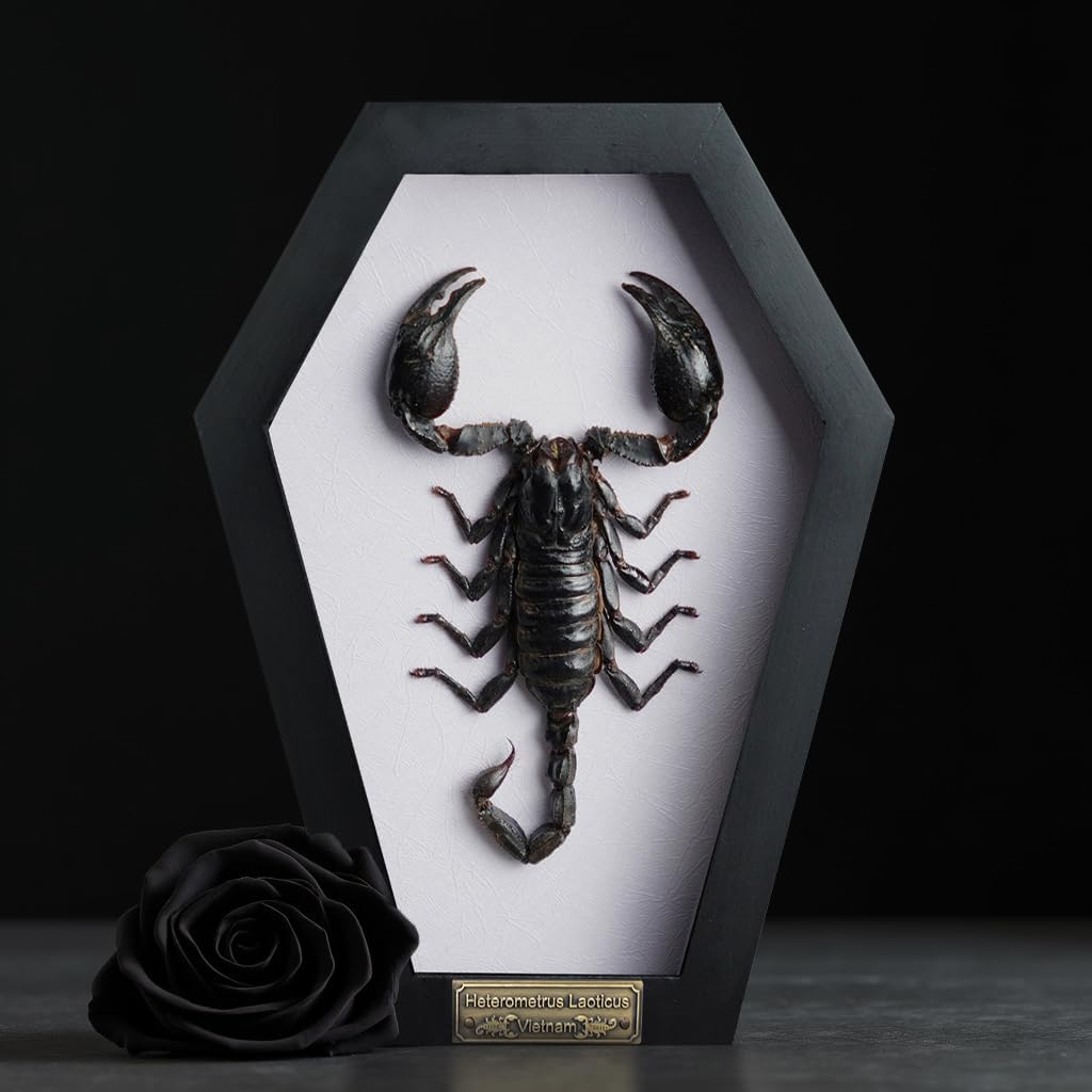 Real Scorpion Frame Coffin Box Taxidermy Insect Beetle Bug Preserved Spooky Gothic Decor for Shelf Home Craff Artwork Wall Hanging Home Boho Decoration CF18-51-TR-A9