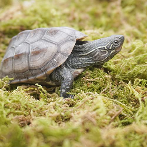 Begeterday 99g Reines Natürliches Moos für Schildkröten, Ideales Zubehör für Schildkrötenbecken, Gut für Die Aufrechterhaltung Der Luftfeuchtigkeit Und Zum Warmhalten im Winter