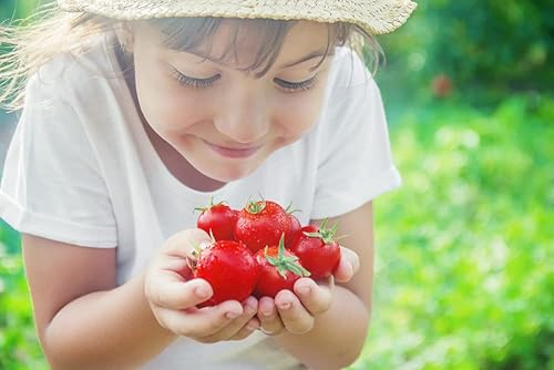Miniatura 4 de Semillas de tomate cereza Sweetie (Solanum lycopersicum) – Más de 250 semillas sin OMG y reliquia, sabor extra dulce, ideal para aperitivos y