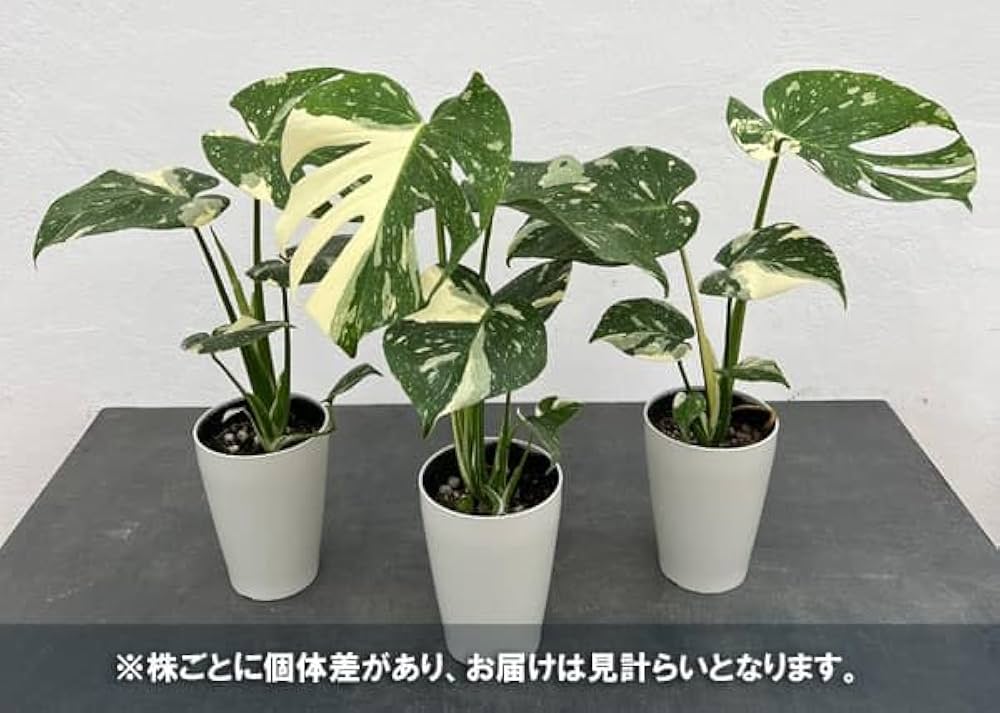 ⭐︎超希少⭐︎斑入りモンステラ・タイコンステレーション 大株 鉢付き 観葉植物 観葉植物 ハートの葉っぱ おしゃれ 大型 本物 モンステラ 斑入り