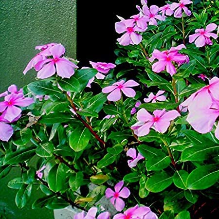 Sadabahar-Catharanthus roseus Pink Flower Plant (1 Live Healthy Plant) (B09WDY8NZM) Amazon Price History, Amazon Price Tracker