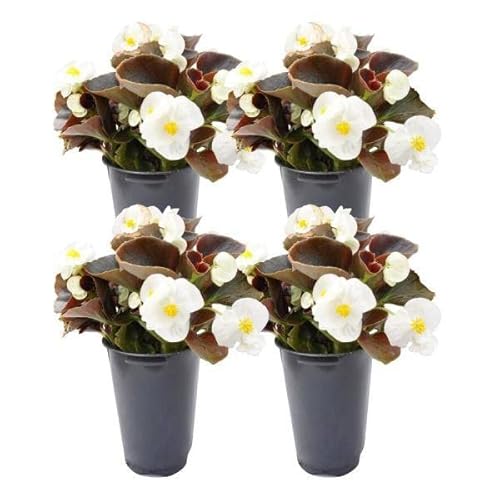 Begonia Flor - Pack de 4 Plantas de Begonias - Flores de Muchos Colores