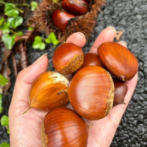 semillas de castaño - castaño - resistentes de balcón, decoración salón el interior 6pcs