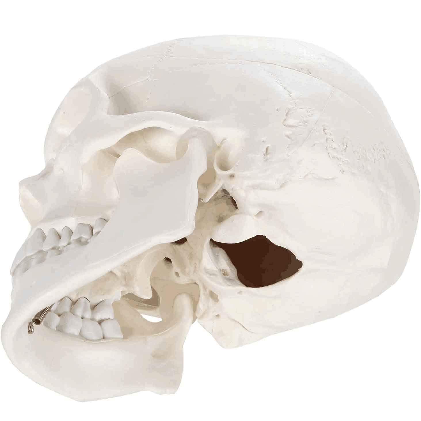 Model anatomiczny Mini model czaszki, ludzka czaszka z elastyczną szczęką, do nauczania w szpitalach i szkołach