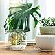 Relaxdays Windlicht Glas, 12er Set, Teelichthalter mit Henkel, H x D: 7,5 x 8 cm, rundes Kerzenglas, transparent