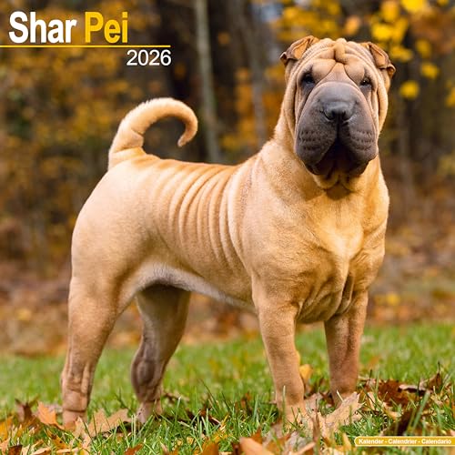  Shar Pei 2026 Calendar  Square Wall Calendar  Dog Breed Gift  Plastic Free Packaging  by Avonside Publishing