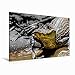 Produktbild Premium Textil-Leinwand 120 x 80 cm Quer-Format Brillenkaiman (Caiman crocodilus) | Wandbild, HD-Bild auf Keilrahmen, Fertigbild auf hochwertigem Vlies, Leinwanddruck von Uwe Bergwitz