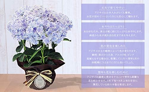 Amazon 母の日までにお届け 今年も 万華鏡 ５ ７ ５ ９お届け 母の日 希少 品種 あじさい ５号鉢 底面給水鉢 バスケット 万華鏡 ブルー お祝い 誕生日 ギフト プレゼント 花 観葉植物 フラワーギフト オンライン通販